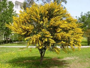 Karagana Treelike (Yellow Acacia)