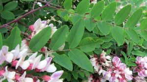 Robinia hispida (Salcam rosu)