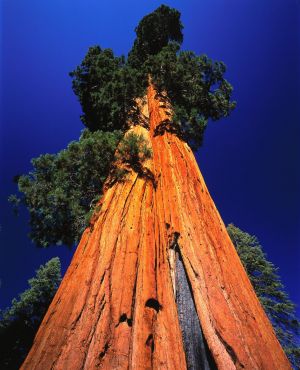 Sequoiadendron Gigantic