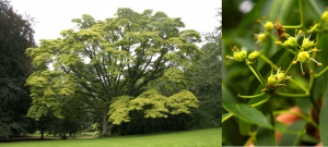 Phellodendron Amurense 