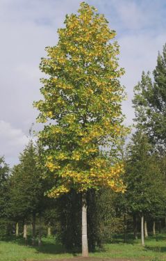 Arborele de Lalea - Liriodendron