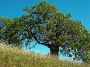 Caucasian Oak (aka Persian, Oriental Oak)