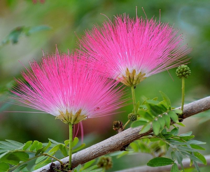 Arboretum Albizia