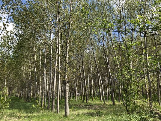Arboretum Osina Obyknovennaya