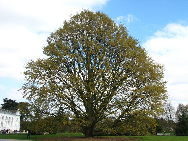 Arboretum Dub Kashtanolistnyj Stejar Cerris Chestnut Leaved Oak