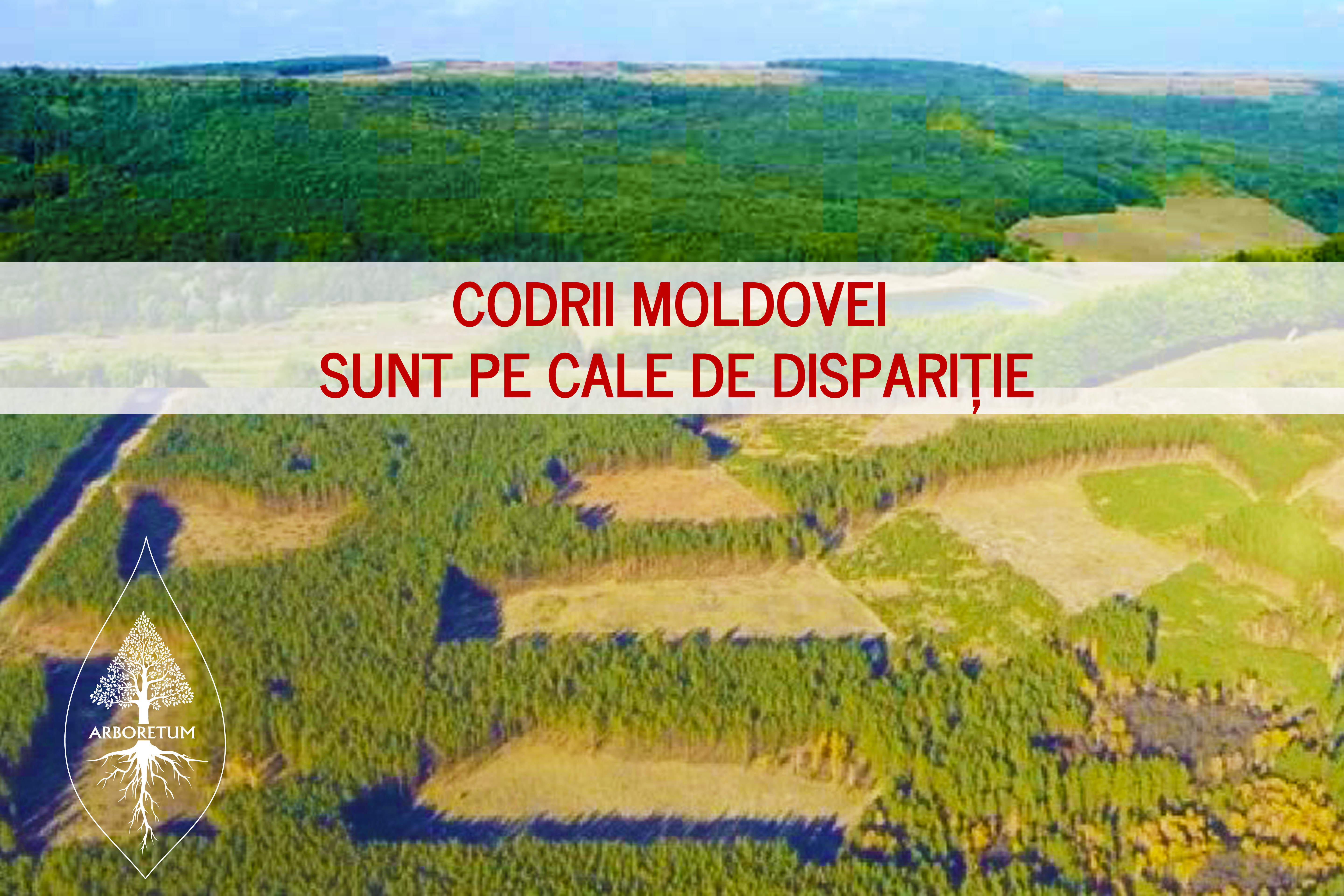 Situație alarmantă în zona forestieră a Moldovei.