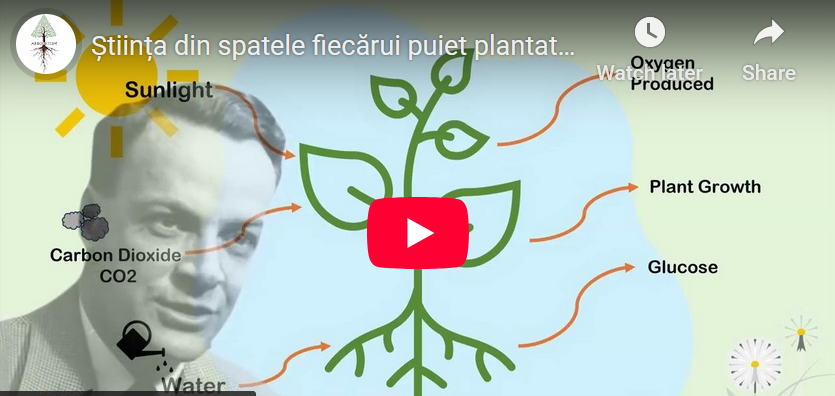 Din ce este făcut, de fapt, un copac? O călătorie fascinantă în mintea lui Richard Feynman (reconstituită prin IA)