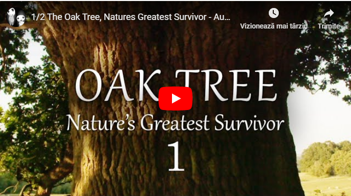 OAK TREE - Nature`s Greatest Survivor [VIDEO]