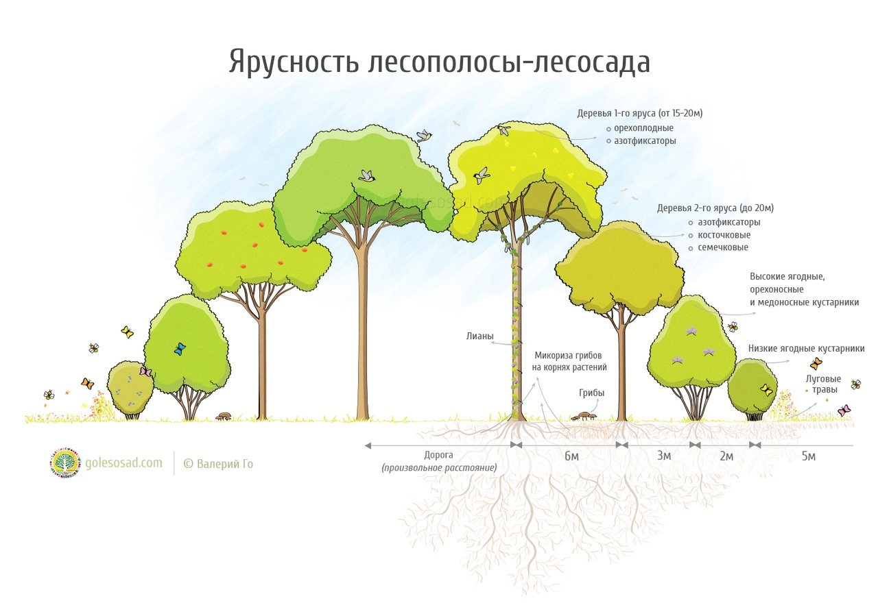 Высоко-Продуктивные Лесо-Полосы