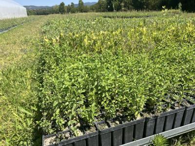 HOW FOREST SEEDLINGS ARE PRODUCED IN BULGARIA [PHOTO / VIDEO]