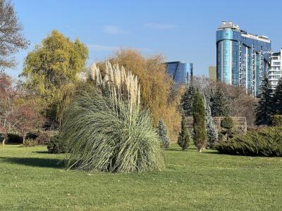 Экскурсия по Кишиневскому дендропарку: редкие деревья, сбор семян и секреты их выращивания