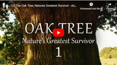 Stejarul - Un Supravețuitor Extraordinar al Naturii [VIDEO]