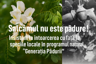 Salcâmizarea Moldovei: Salvare Ecologică sau „Deșert Verde”? Disputa care a Împărțit Societatea
