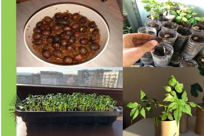 Primul Curs Online Practic Despre Creșterea Copacilor din Semințe 