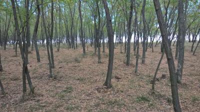 Pădure sau deșert verde? Riscurile salcâmizării Moldovei