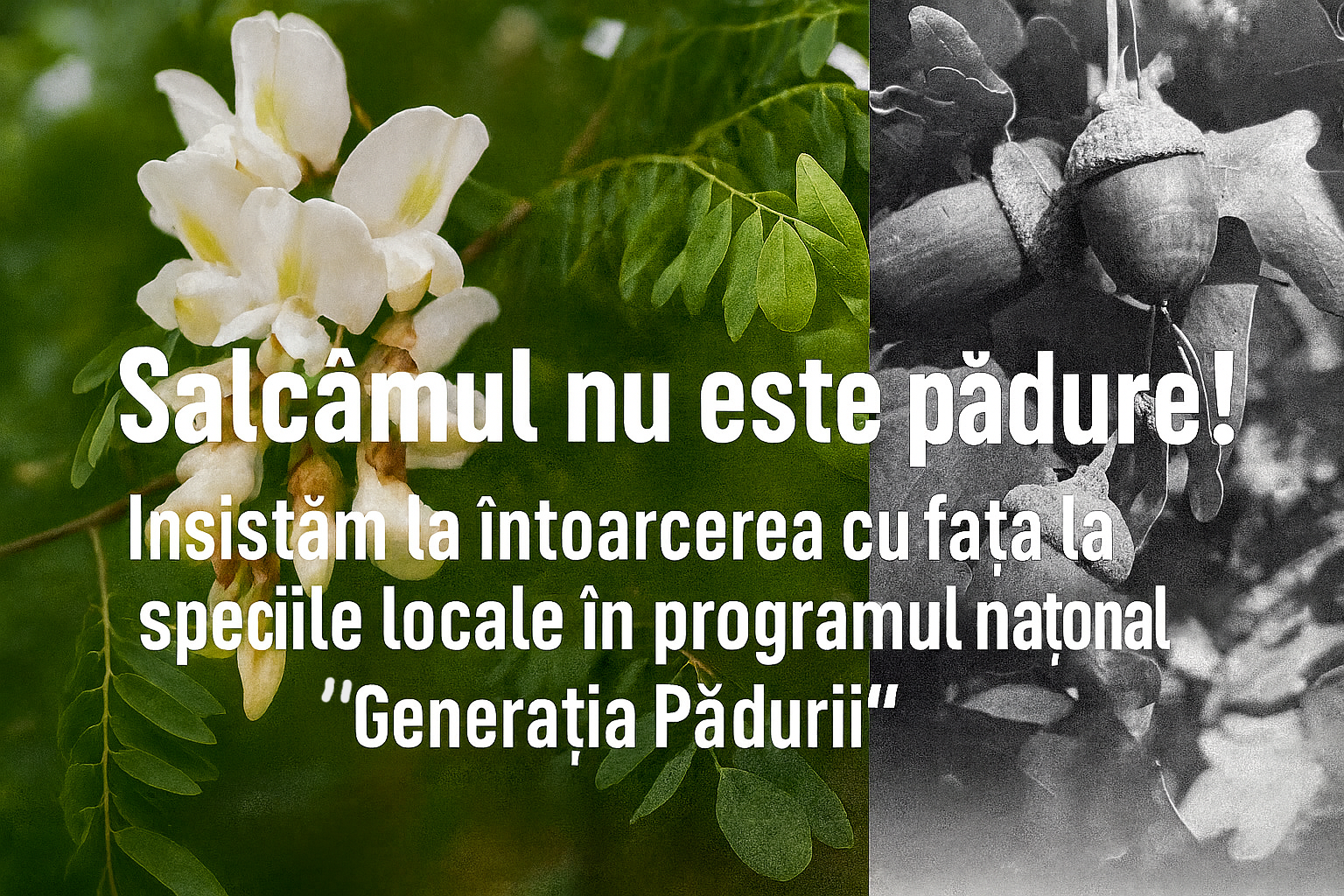 Salcâmizarea Moldovei: Salvare Ecologică sau „Deșert Verde”? Disputa care a Împărțit Societatea