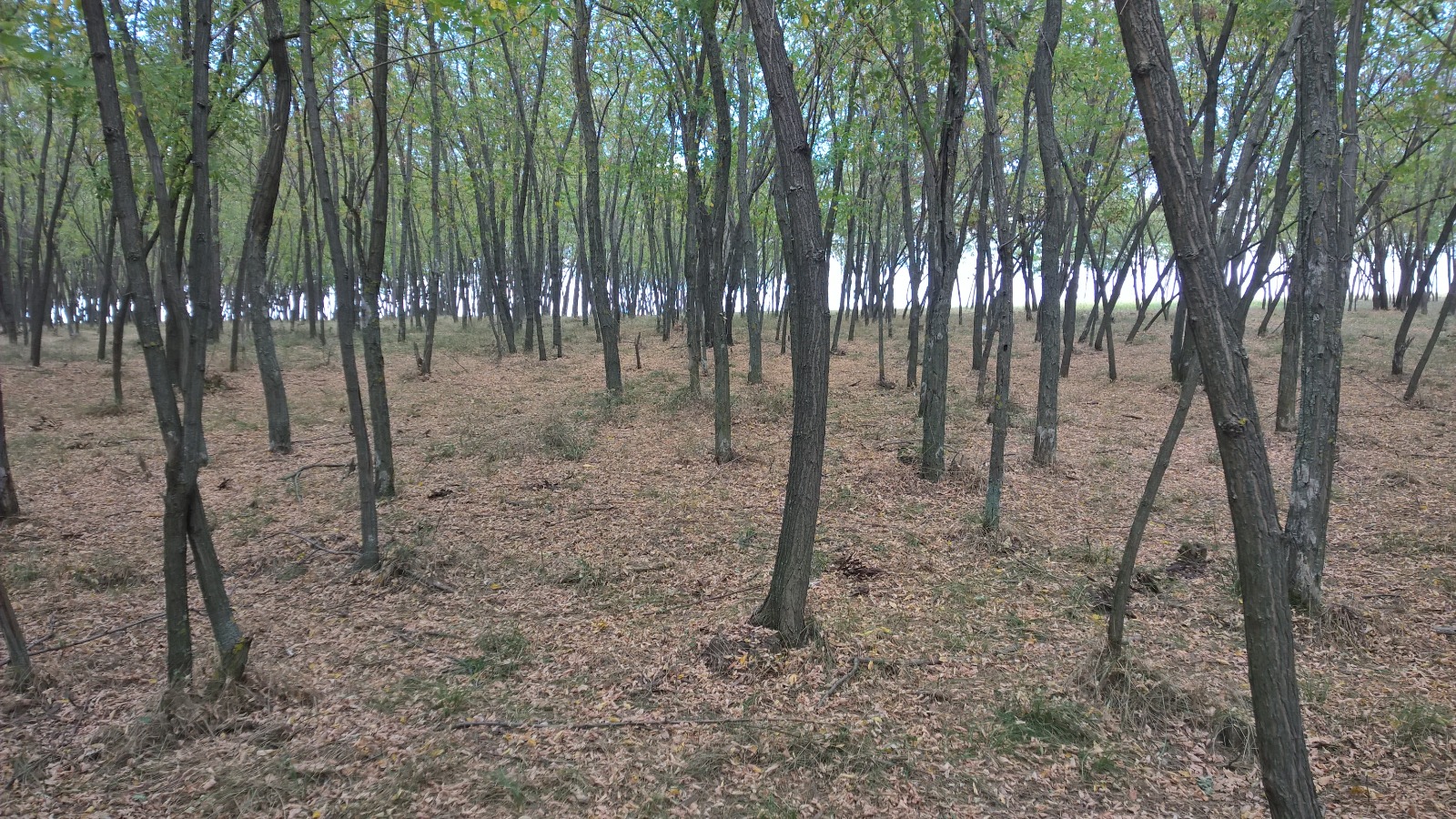 Pădure sau deșert verde? Riscurile salcâmizării Moldovei