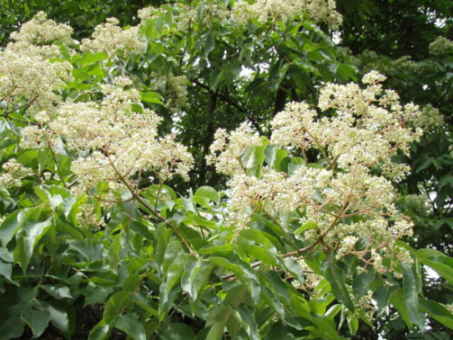 Euodia-in-Flower