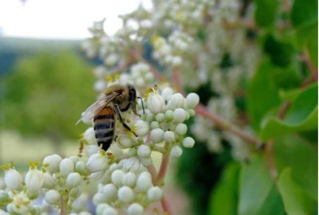 euodia-with-bees