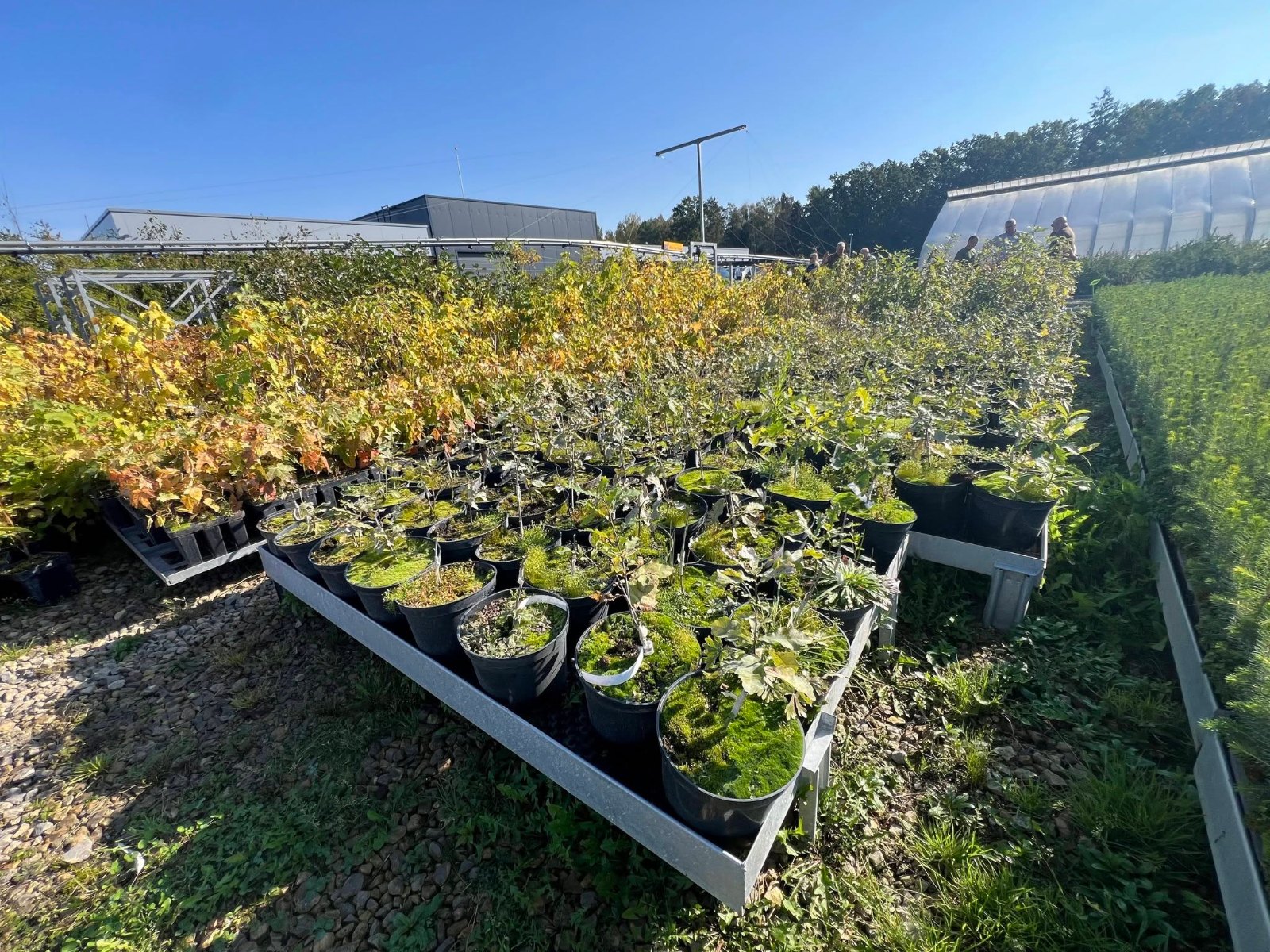 Improved planting stock in containers at the Lithuanian State Forest Service genetics centre
