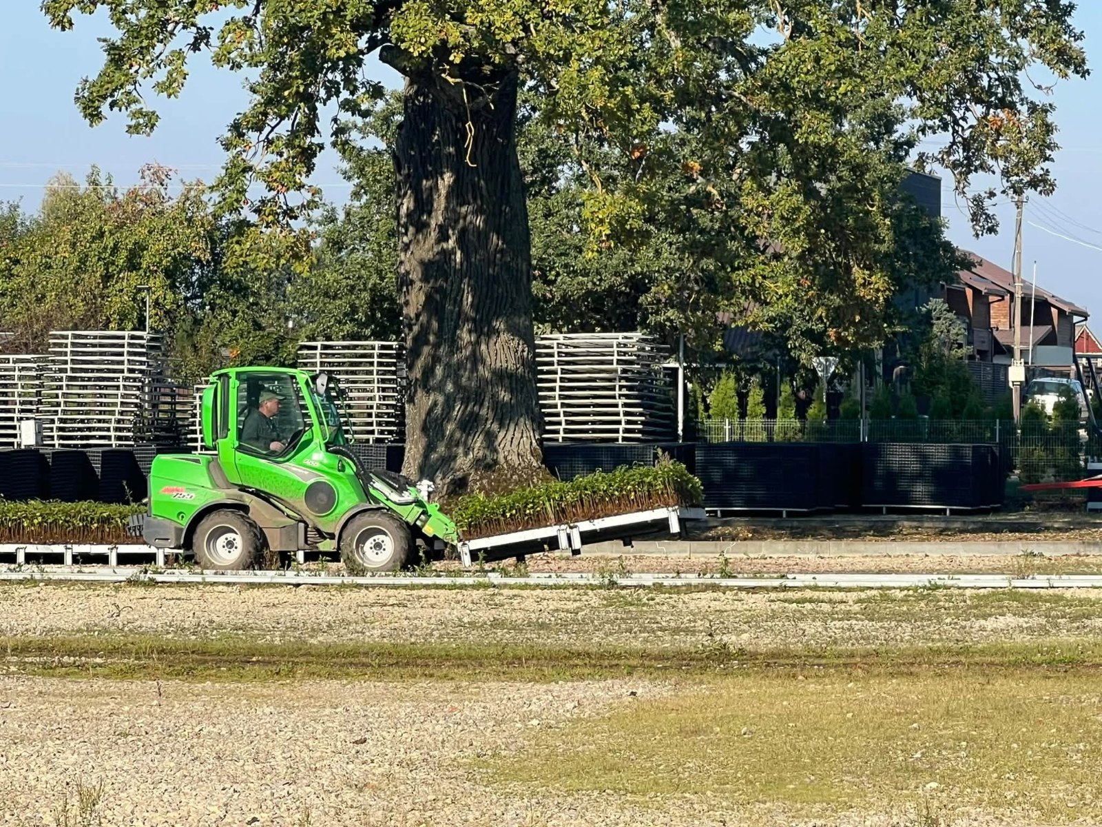 Centuries-old oak preserved next to new equipment at the Kaunas nursery, Lithuania