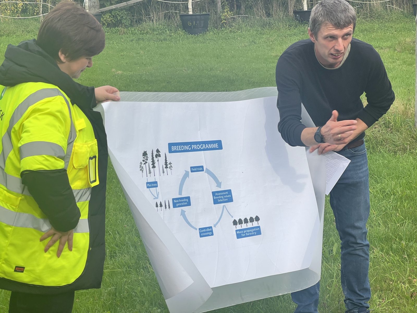Schema programului de ameliorare (breeding programme) explicată la Skogforsk